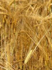 Wheat - Close up of a wheat field