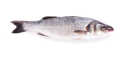 fresh seabass