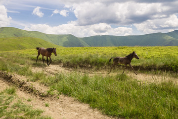 horses and mountains landscape