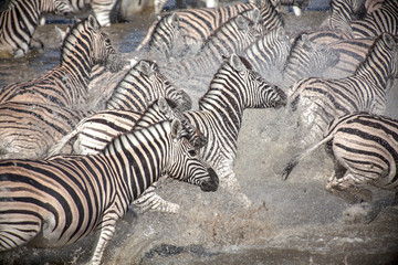 Fototapeta premium Running Zebra's