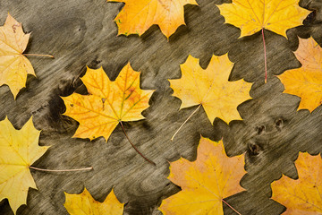 autumn maple leaves on dark wood