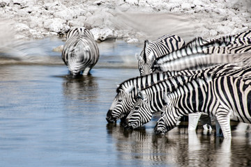 Fototapeta na wymiar Zebra Motion