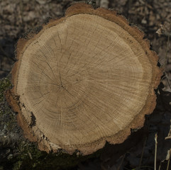 Oak tree end