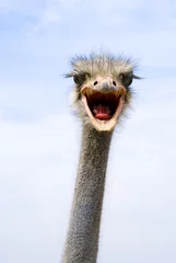 Deurstickers Struisvogel grappige struisvogel