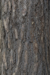 Pine tree bark