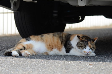 車の下で寝ころぶ猫