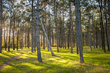Fototapeta premium Pine forest