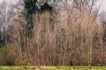 Campagna invernale con arbusti e alberi spogli