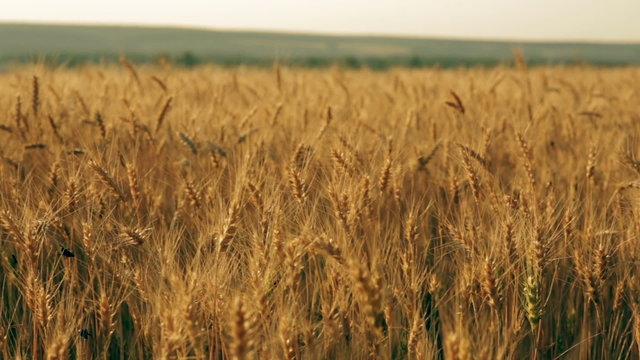 Yellow rye ears field pan