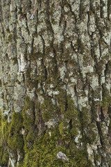 Oak tree bark