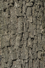 Oak tree bark