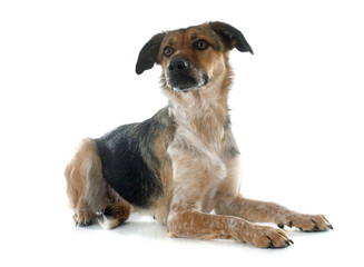 Mixed-Breed Dog