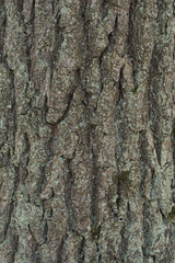 Oak tree bark