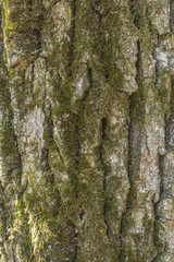 Fototapeta premium Oak tree bark
