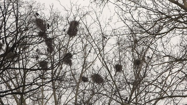 Crows in nests on tree