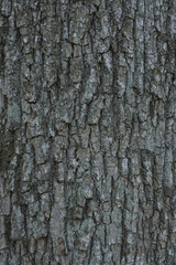 Oak tree bark