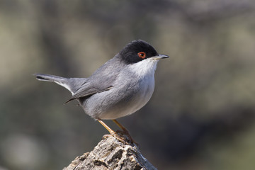 Sardinian warbler