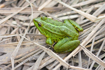 green  frog