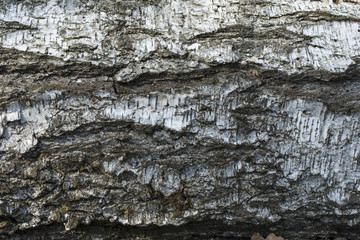 Birch tree bark