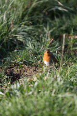 Petit oiseau dans l'herbe