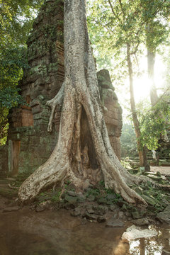 The ruins of Ta Prom Temple, Angkor Historical Park, Cambodia.