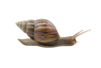 Snail