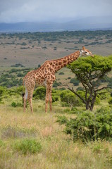 Giraffe
