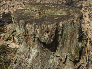 Old mossy tree stump
