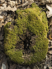 Old mossy tree stump