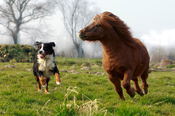 Pony läuft mit Hund