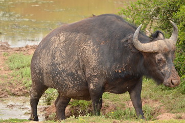 Fototapeta premium Büffel