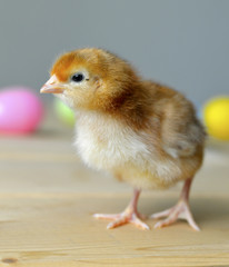Easter chick