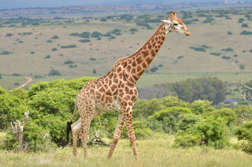 Giraffe