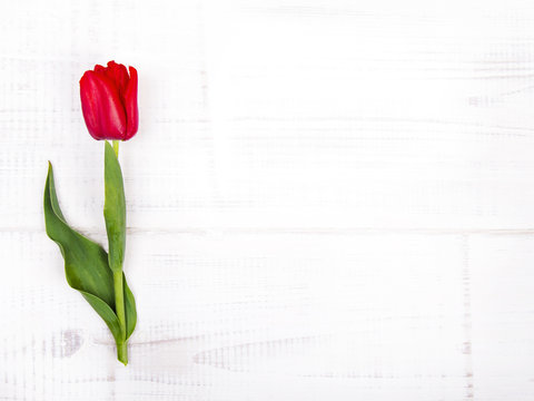 red tulip on white wooden background