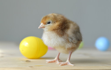 Easter chick