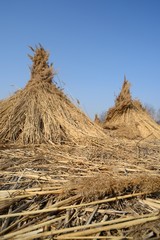 Schilfmandeln - Schilfernte