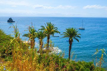 Fototapeta na wymiar Tropical plants on coast of Madeira island in Funchal town
