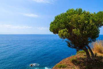 Green tree on coast of Madeira island, Portugal