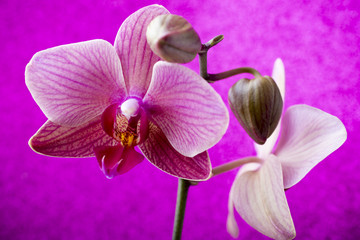 Pink orchid on colored background.