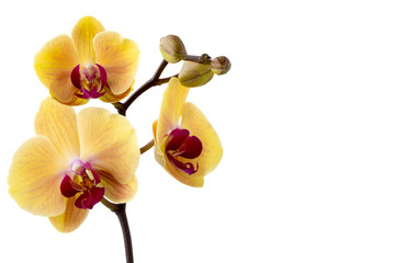 Yellow orchid.
