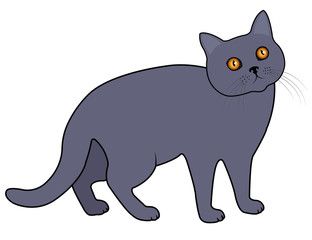 Gray cat