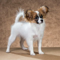 Papillon puppy standing on a brown background