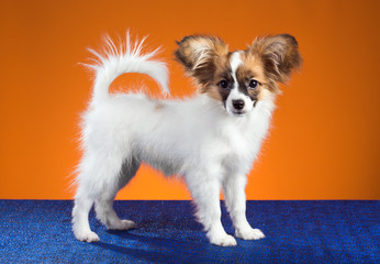 Portrait Papillon puppy on an orange background