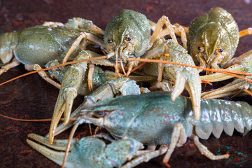 Live crayfish