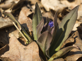 Spring forest flower