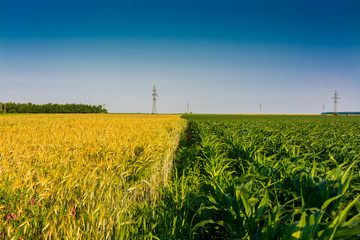 Wheat and Corn © outchill