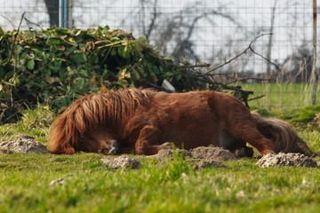 Fototapete bei efototapeten.de bestellen