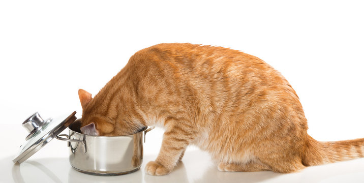 Cat eating from a pot.