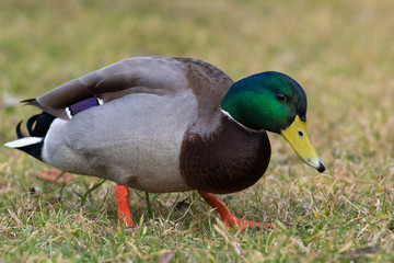 mallard - Anas platyrhynchos