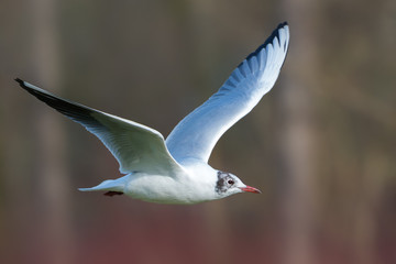 Black-headed gull - Chroicocephalus ridibundus